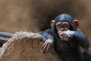 Преступники впервые в истории похитили шимпанзе и требуют шестизначного выкупа