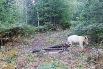 Один на миллион медведь-призрак погиб вскоре после того, как его заметили люди