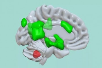 Ученые доказали, что мозжечок участвует в интенсивном запоминании эмоциональной информации