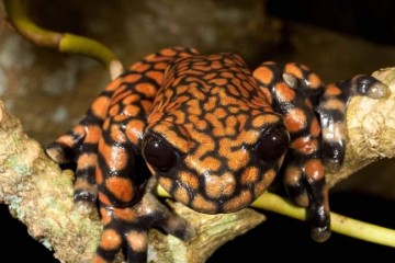 Ученые описали недавно открытый редкий вид лягушек, обитающих в Эквадоре только на одной горе 