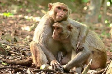 Хорошие друзья обеспечивают здоровое пищеварение не только у обезьян, но и у людей