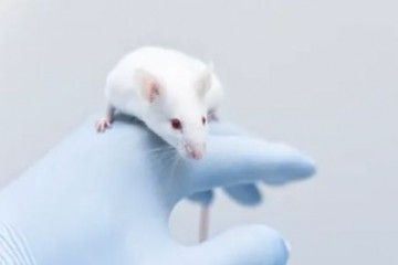 Кетамин успокаивает мышей, если его вводит мужчина