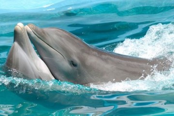 Ученые обнаружили признаки болезни Альцгеймера у выбросившихся на берег дельфинов