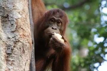Жизнь на деревьях помогла развитию речи приматов