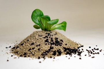 Растения салата могут поглощать и накапливать токсичные химические вещества из остатков шин