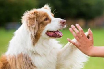 Ученые выяснили, как доминирование одной из лап проявляется у собак