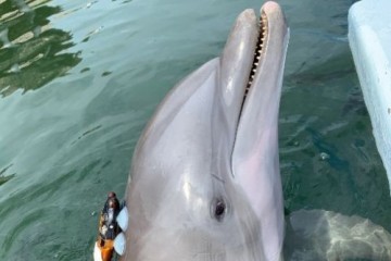 Подводный шум влияет на сотрудничество дельфинов