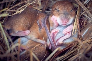 У детенышей мыши в будущем может быть два отца