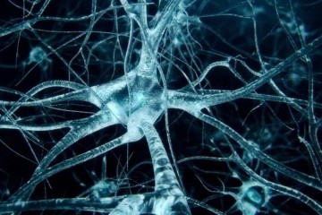 За принятие сложных решений может отвечать всего пара нервных клеток