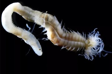 В Японии найдены черви, поразительно похожие на древних демонов