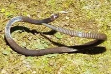 Спасаясь от хищников, осоковая змея использует курьезную уловку: крутится колесом