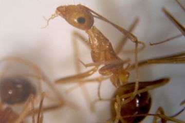 Ученые обнаружили неизвестный науке тип размножения у «сумасшедших» муравьев