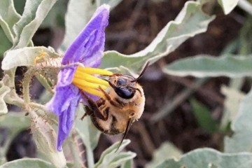 Биологи с изумлением обнаружили, что пчелы варят и пьют пиво