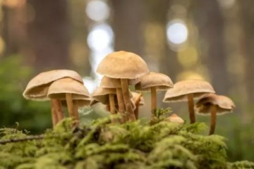 Исследователи обнаружили, что в жару грибы потеют