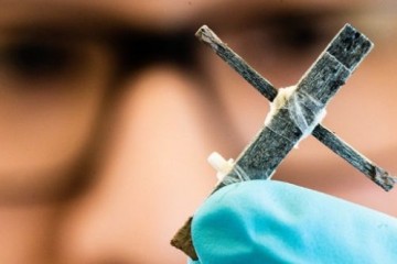 Исследователи создали первый транзистор из бальзового дерева с проводящим полимером