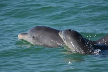 Матери-дельфины для общения со своими детенышами используют «детский лепет»