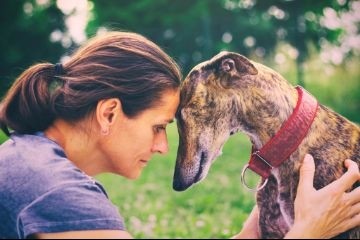 Ученые определили, что собаки и люди одинаково воспринимают позу тела своих собратьев и человека