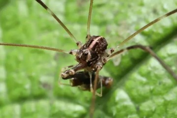 У пауков-сенокосцев самцы имеют три разных формы