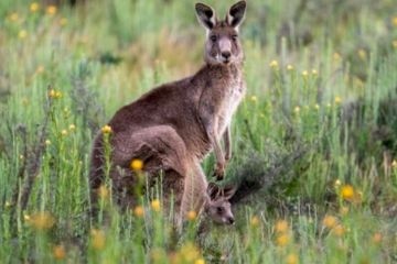 Исследователи разобрались, почему в Азии не водятся кенгуру и другие австралийские животные