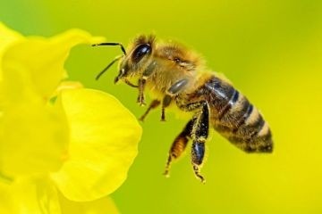 Когнитивные способности пчелиного мозга пригодятся для быстрых и эффективных дронов и роботов