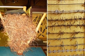 Биологи обнаружили гнезда птиц, сумевших перехитрить борющихся с ними людей