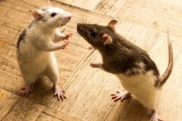 Щекотка крыс выявила часть мозга, вызывающую смех