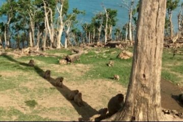 После урагана «Мария» макаки научились делиться тенью с другими обитателями острова обезьян