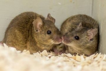 Ученые обнаружили центр удовольствия в мозге мышей