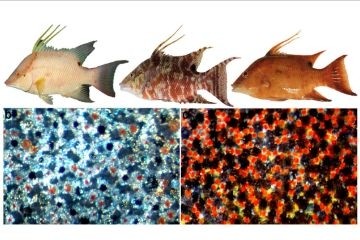 Рыба семейства губановых может воспринимать собственный цвет с помощью сенсорных клеток кожи