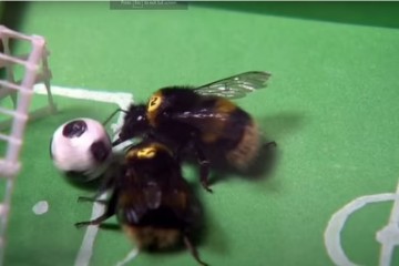 Пчелы научились играть в футбол