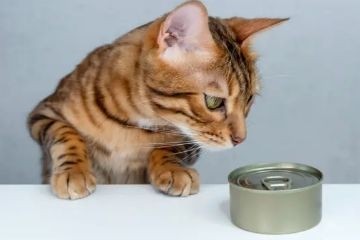 Почему кошкам так нравится вкус консервов тунца?