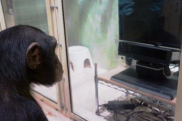 Шимпанзе и бонобо могут узнавать на снимках старых друзей, с которыми не виделись свыше 25 лет