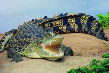 Крокодилы используют своеобразный язык любви