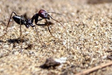 Пустынные муравьи настраивают свою навигационную систему с помощью внутреннего компаса