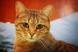 1 марта отмечается Всемирный день кошек