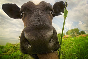 Новые технологии в сфере животноводства стали применять на Камчатке