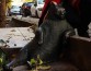 Похитители вернули Стамбулу задумчивого кота