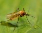 Почему в городах растет число комаров?