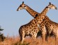 Жирафы могут исчезнуть до конца века