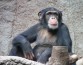 Ученые обнаружили, что шимпанзе не свойственен альтруизм
