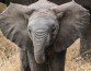 Спасаясь от истребления, слоны «перезагрузили» ДНК