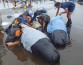 Выбрасывающиеся на берег дельфины-самоубийцы начали взрываться