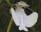 На Мадагаскаре открыли орхидею с сильным запахом шампанского