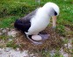 Самая старая самка альбатроса выводит птенца в 67 лет