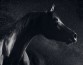 В США лошадь выиграла суд против бывшего хозяина