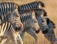 Опровергнута теория об участии полос зебры в терморегуляции