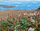 Флора потеплевшей Арктики грозит Земле удушением