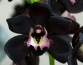 Ботсад МГУ представил чернейшую в мире орхидею