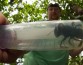 38 лет как «вымершая» гигантская пчела обнаружена в Индонезии