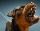 МВД включило в список опасных собак фантастических тварей